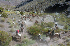 Chile-Central-High Andes Cattle Drive